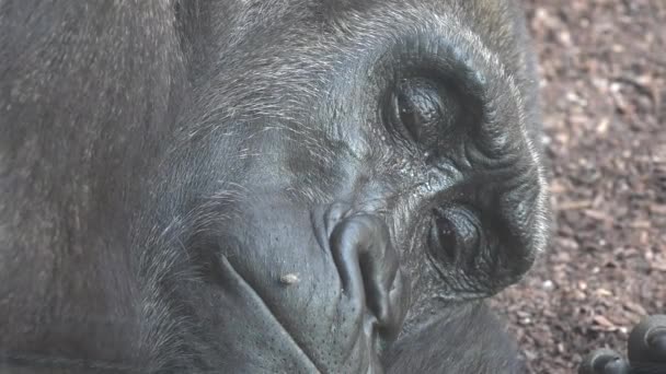 Adult Gorilla Sleeping — стоковое видео