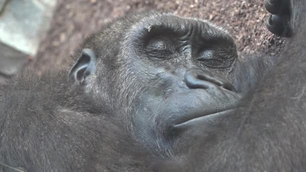 Un gorila cansado durmiendo — Vídeo de stock