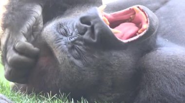 Uyuyan Timsah ya da Timsah Dişi