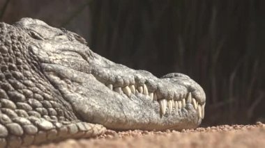 Timsah Veya Timsah Sharp Teeth