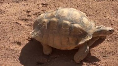 Kaplumbağa ya da Kaplumbağa Yürüyüşü