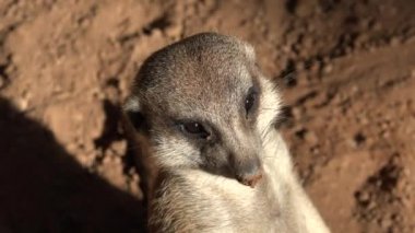 Vahşi bir mirket gibi görünüyor.