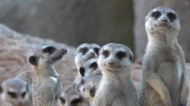 Meerkat Ailesi Vahşi Hayvanlar