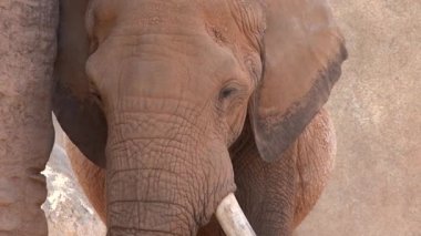 Dişleri ile Bir Fil