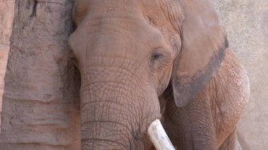 Vahşi Ceylanlar Tarlada