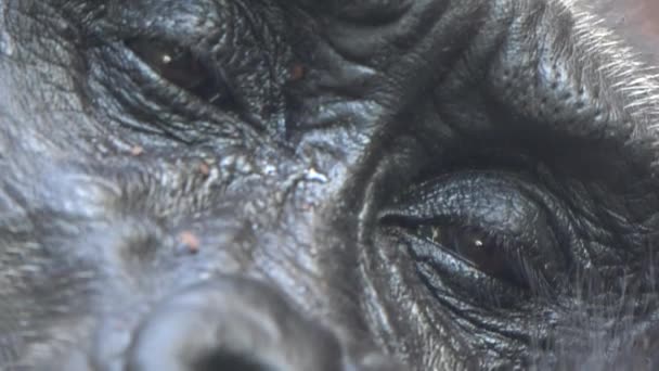 Occhi di Gorilla stanco — Video Stock