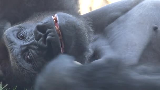 Een harige wilde gorilla — Stockvideo