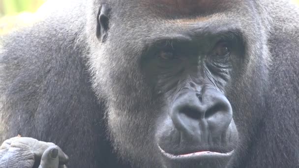 Gorilla majom és prímás — Stock videók
