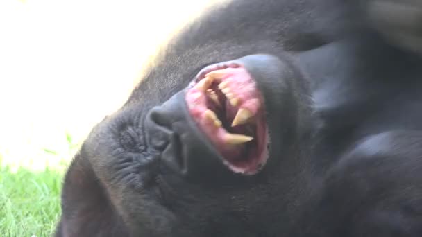Gorilla pies y manos — Vídeo de stock