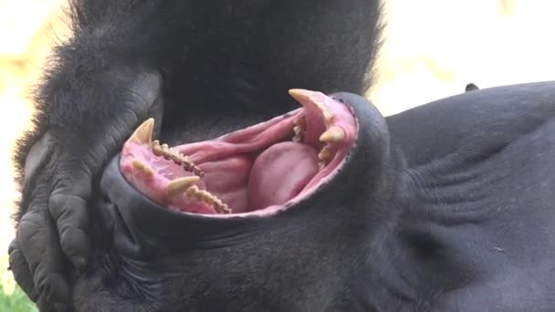 Een wilde gorilla rustend — Stockvideo