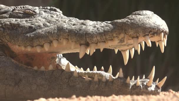 Sleeping Crocodile Or Alligator Teeth — Stock Video