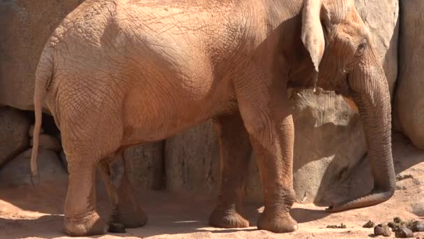 Un éléphant sauvage adulte 