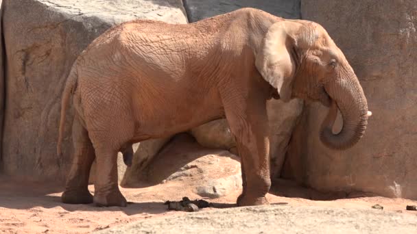 Ein erwachsener wilder Elefant — Stockvideo