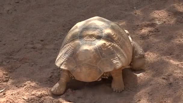 Tortuga o tortuga caminando — Vídeo de stock