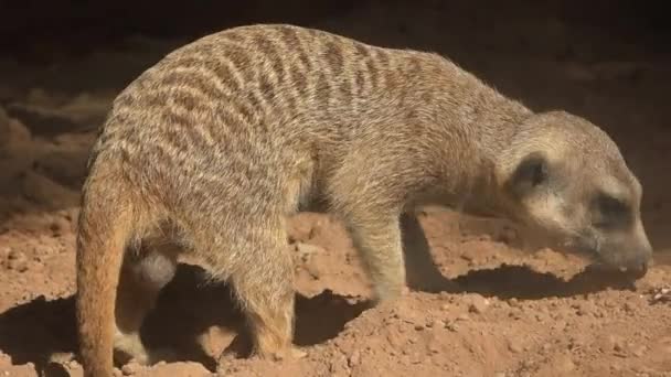 Meerkat zoekt en geeuwt — Stockvideo