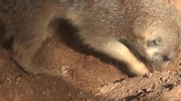 Meerkat sauvage Instinct Creuser dans la saleté — Video