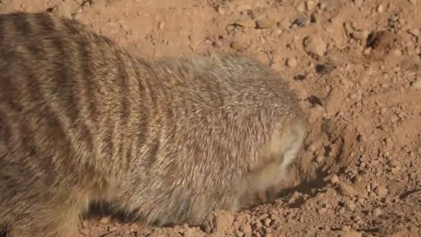 Meerkat σκάβοντας στο βρώμικο ένστικτο — Αρχείο Βίντεο