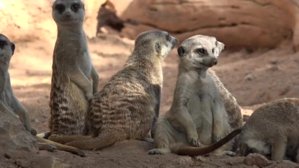 Een wilde dieren Meerkats — Stockvideo