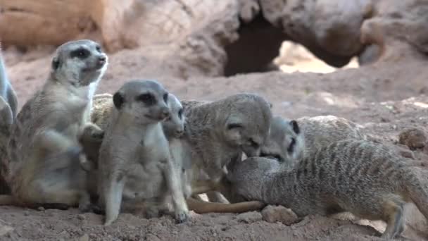 Familia de suricatas silvestres — Vídeos de Stock