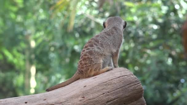 Um Meerkat animais selvagens — Vídeo de Stock