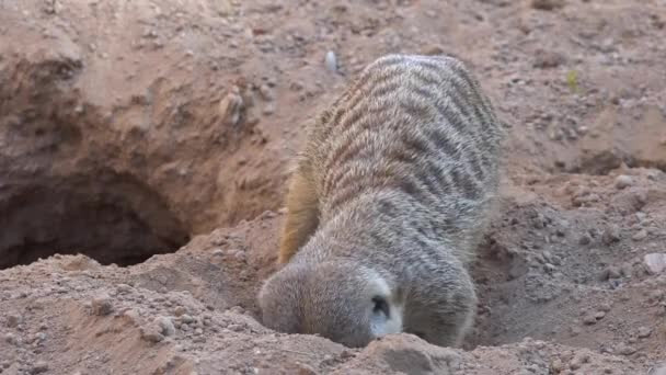 Meerkat graven in vuil — Stockvideo