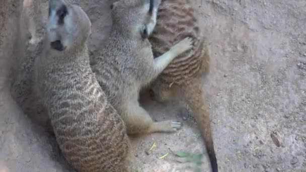 Un salvaje Meerkats jugando — Vídeos de Stock