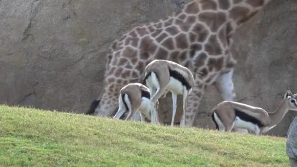 Wild Gazelles Or Wildlife — 비디오