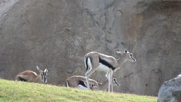 Spruzzatore d'acqua nel parco — Video Stock