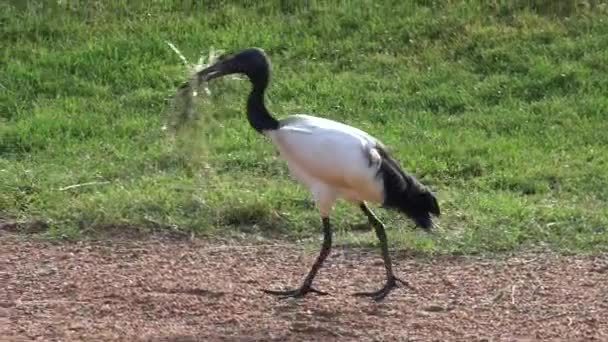 Vahşi Kuş Yuva Malzemeleri Taşıyor — Stok video