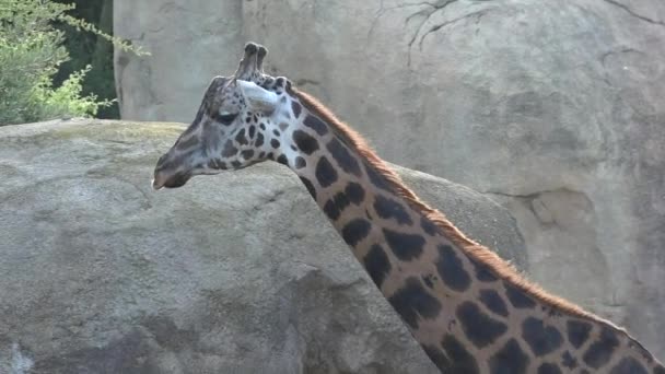 Uma Girafa Africana Selvagem — Vídeo de Stock