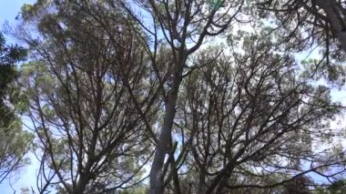 Rüzgarlı ağaçlar ve dalları