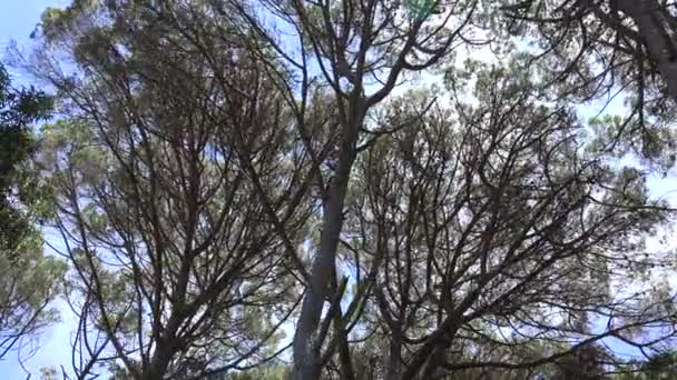 Winderige bomen en takken — Stockvideo