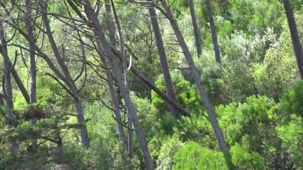 Ветреный день деревья и посадки — стоковое видео