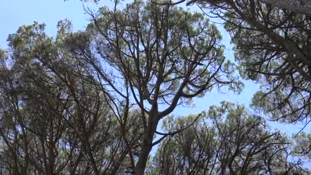 Branches d'arbres venteux et ciel — Video