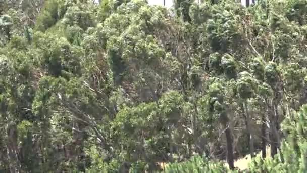 강한 바람 동안 나무 — 비디오