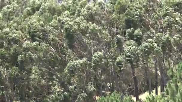 Лесные деревья и ветреная погода — стоковое видео