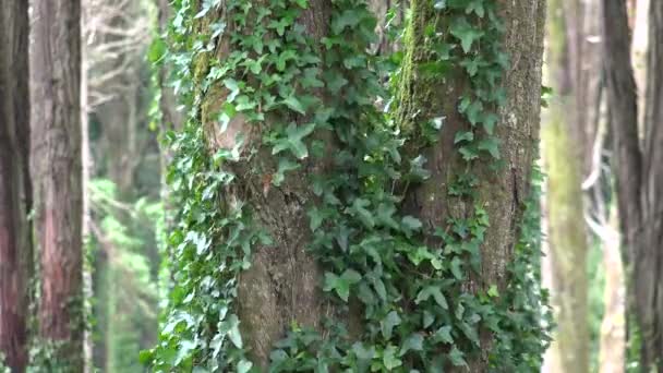 Tronco de árvore com videiras e folhas — Vídeo de Stock
