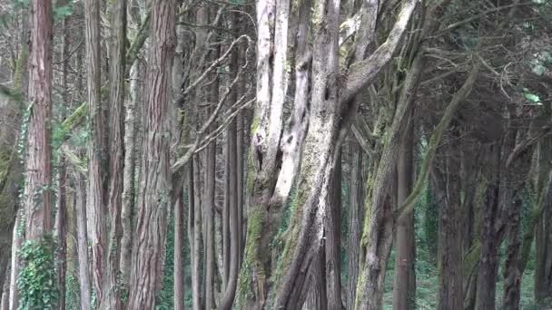 Деревянные стволы в лесу — стоковое видео