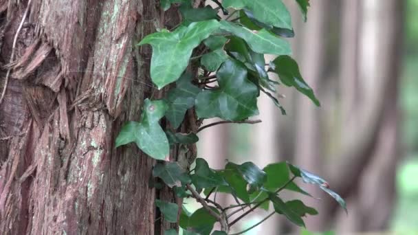 En väg i skogen — Stockvideo