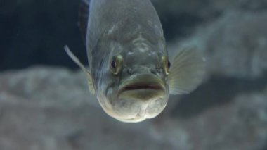 Çirkin Denizaltı Balık Yaratığı