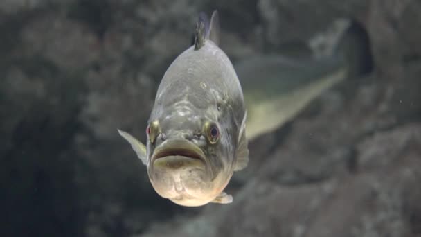 Un brutto pesce galleggiante — Video Stock