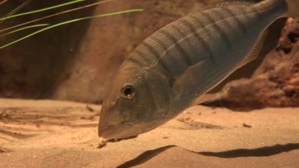 Un poisson mangeant du sable — Video