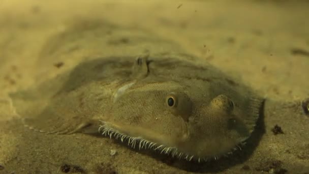 Морская жизнь подводного существа — стоковое видео
