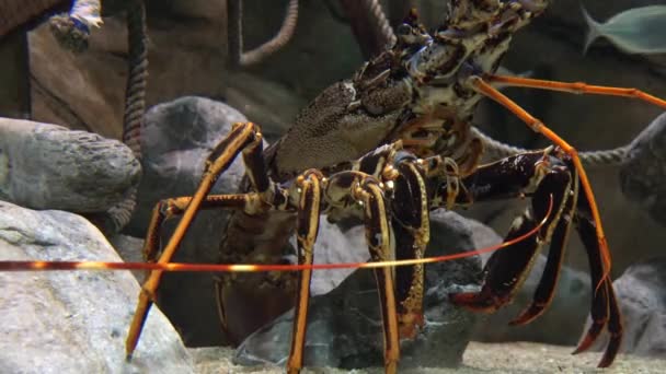 A Marine Life Crustacean — Stock Video