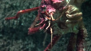 Çirkin Kabuklu Denizaltı