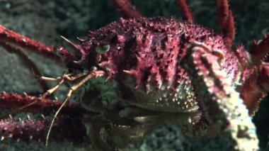 Bir Kızıl Kabuklu Su Altında