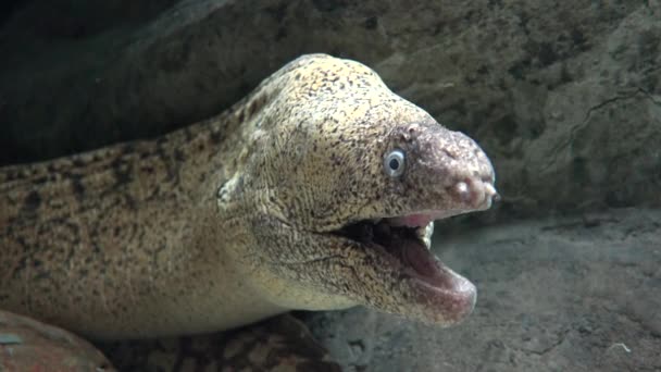 Dangerous Wild Eel Underwater — Stock Video
