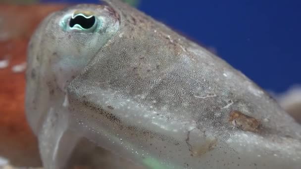 一个丑陋的海底生物 — 图库视频影像