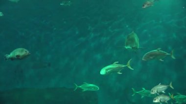 Köpekbalığı ve Balık Yüzüyor