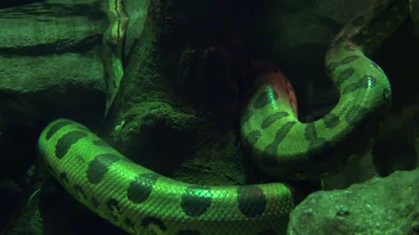 Uma cobra réptil Vida selvagem — Vídeo de Stock